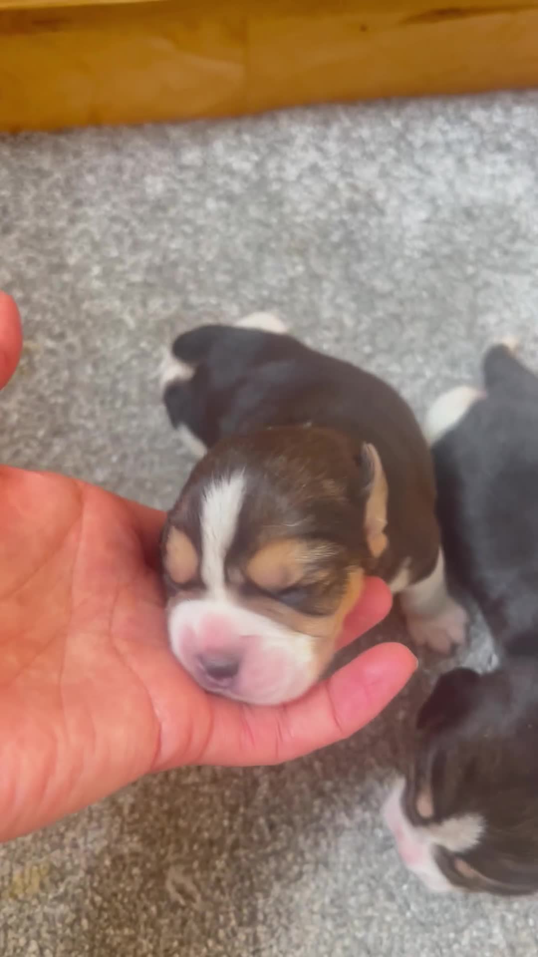 Beagle dogs for sale: KC reg,,, Charterwood//dyalyn  beagles - Video 3