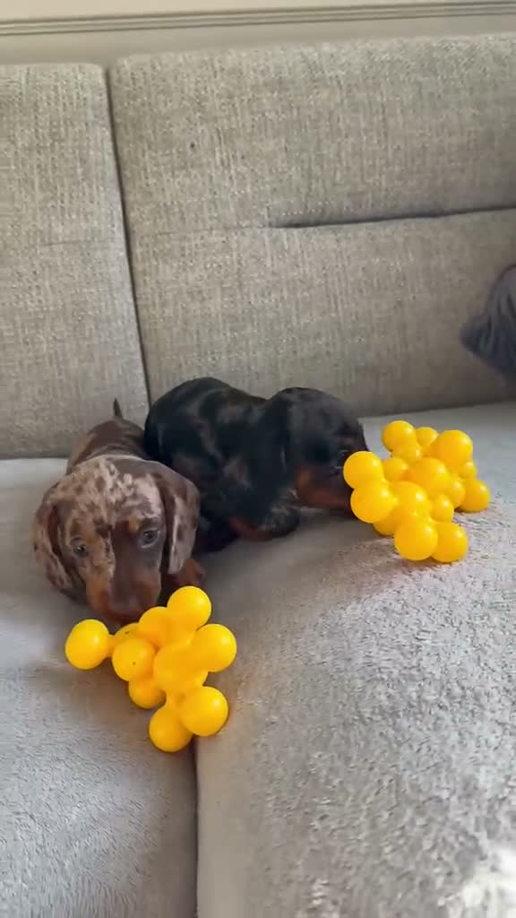 Miniature Dachshund dogs for sale: Miniature dachshunds in Ipswich - Video 2