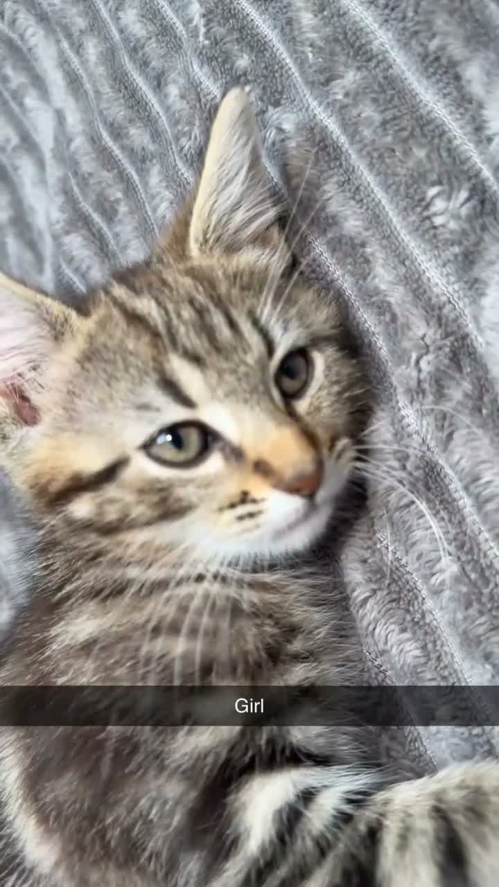 Mixed Breed cats for sale: 3 kittens for sale  - Video 1