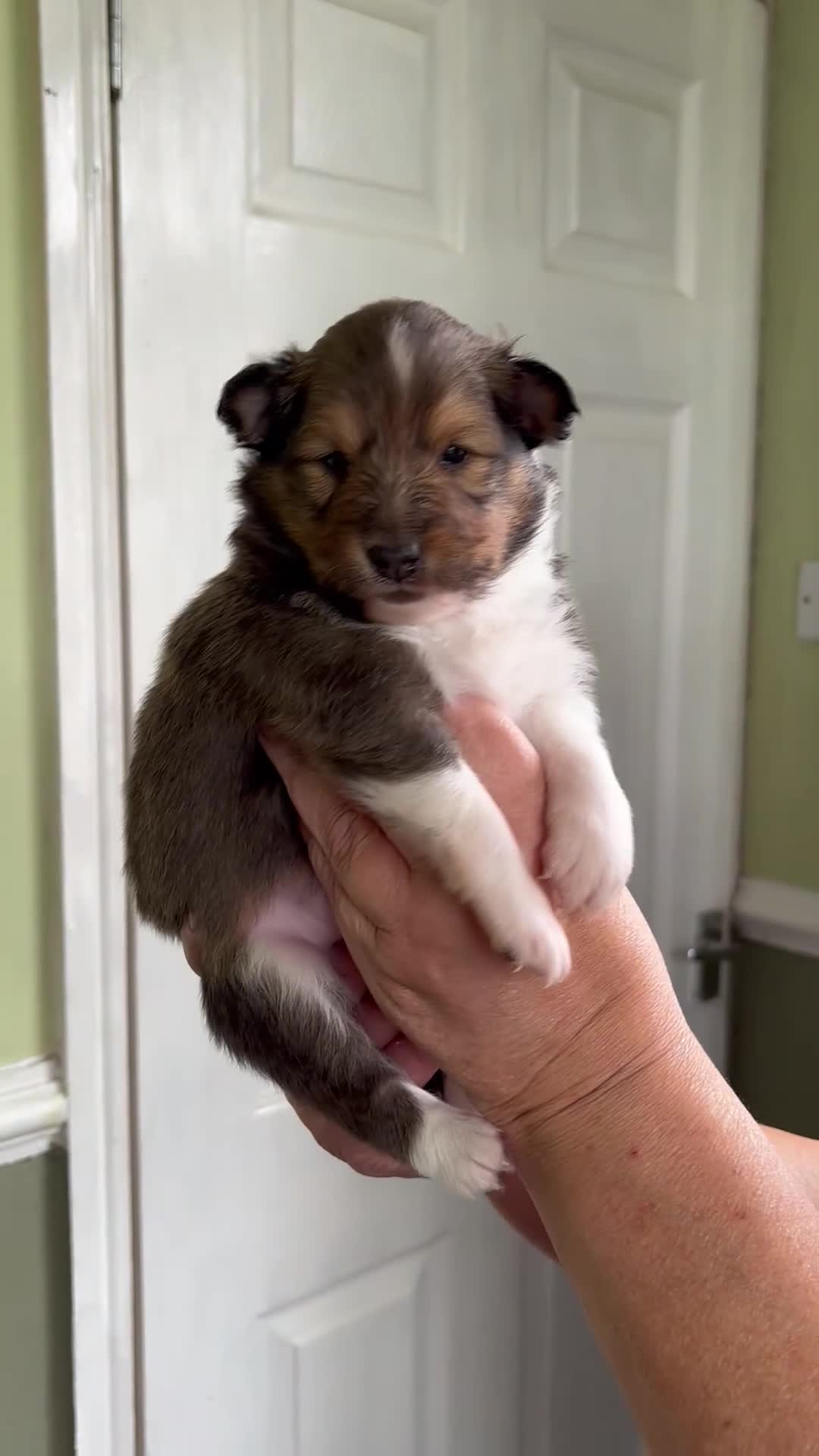 Shetland Sheepdog dogs for sale: Beautiful sable Shetland sheepdog puppies  - Video 1