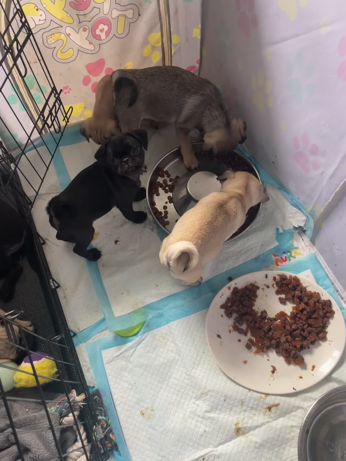 Pug dogs for sale: 4 beautiful pugs for sale 1 boy 3 girls  - Video 1