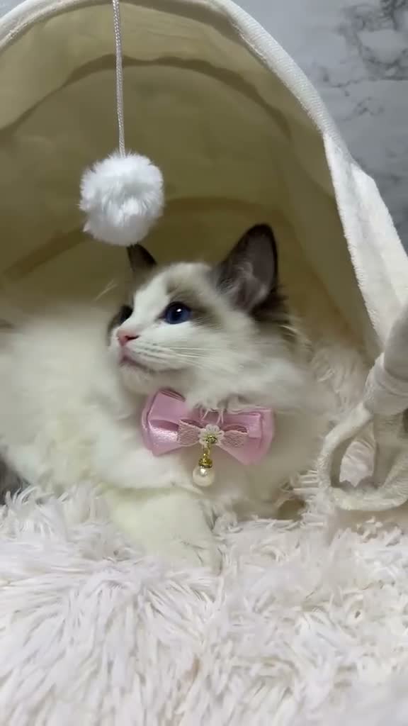 Ragdoll cats for sale:  🌸 GCCF/TICA Registered Pedigree Ragdoll Kittens  - Video 5
