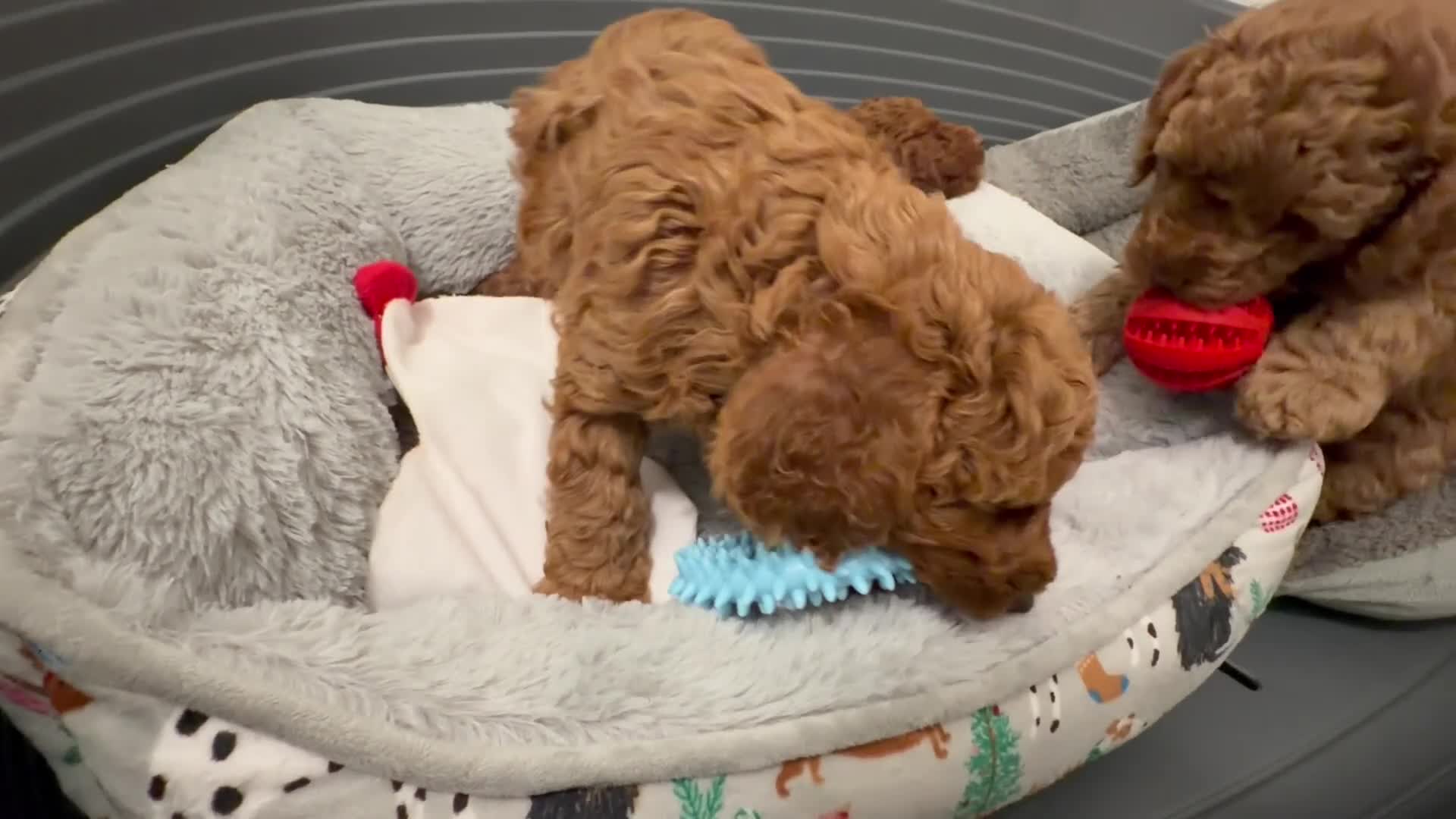 Miniature Poodle dogs for sale: Kc reg mini poodle 5 generation pedigree - Video 4