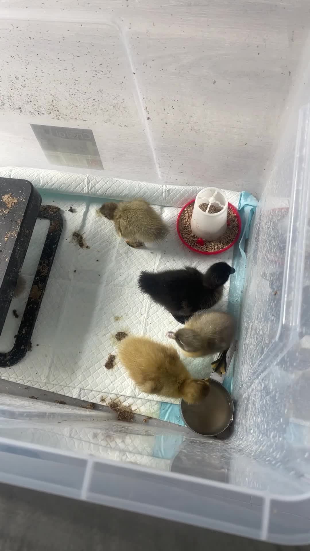 Ducks poultry for sale: Cayuga and runner duck cross  - Video 3