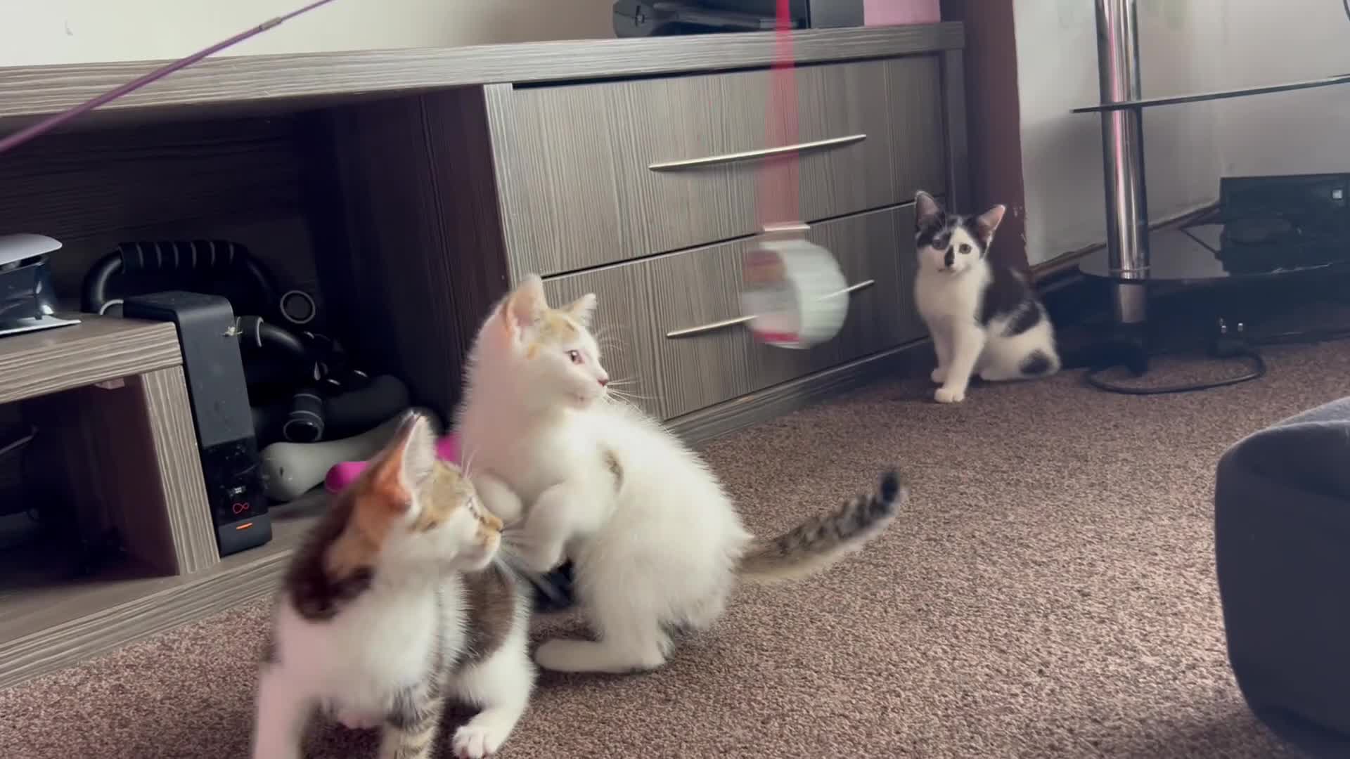 American Shorthair cats for sale: Four Kittens 💖 - Video 2