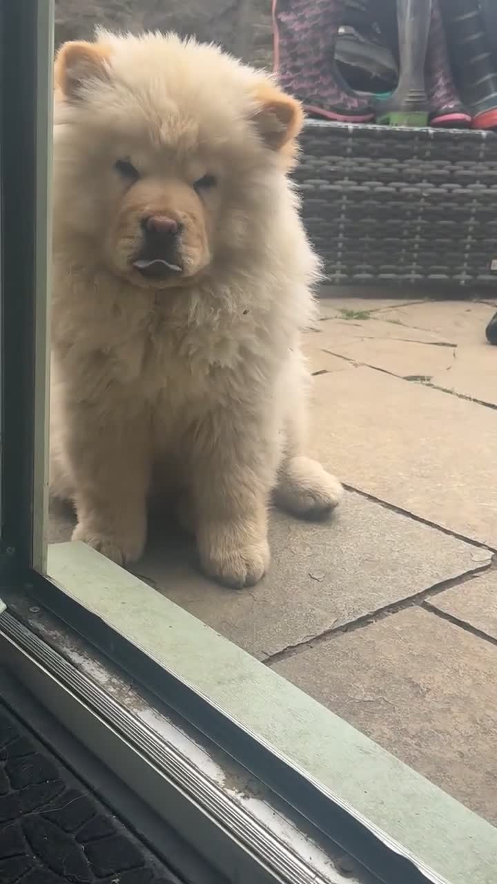 Chow Chow dogs for sale: Miss Elsa Marie  in Rotherham - Video 1