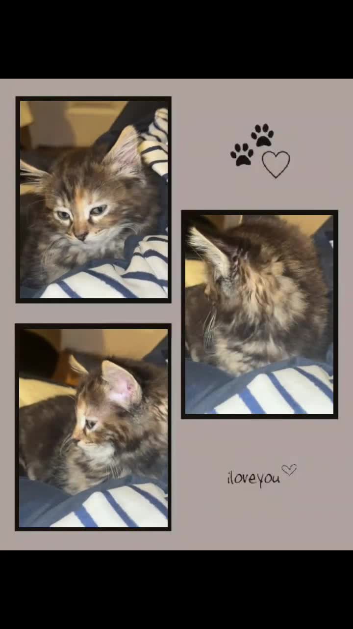 Ragcoon cats for sale: Ragdoll cross - Video 1