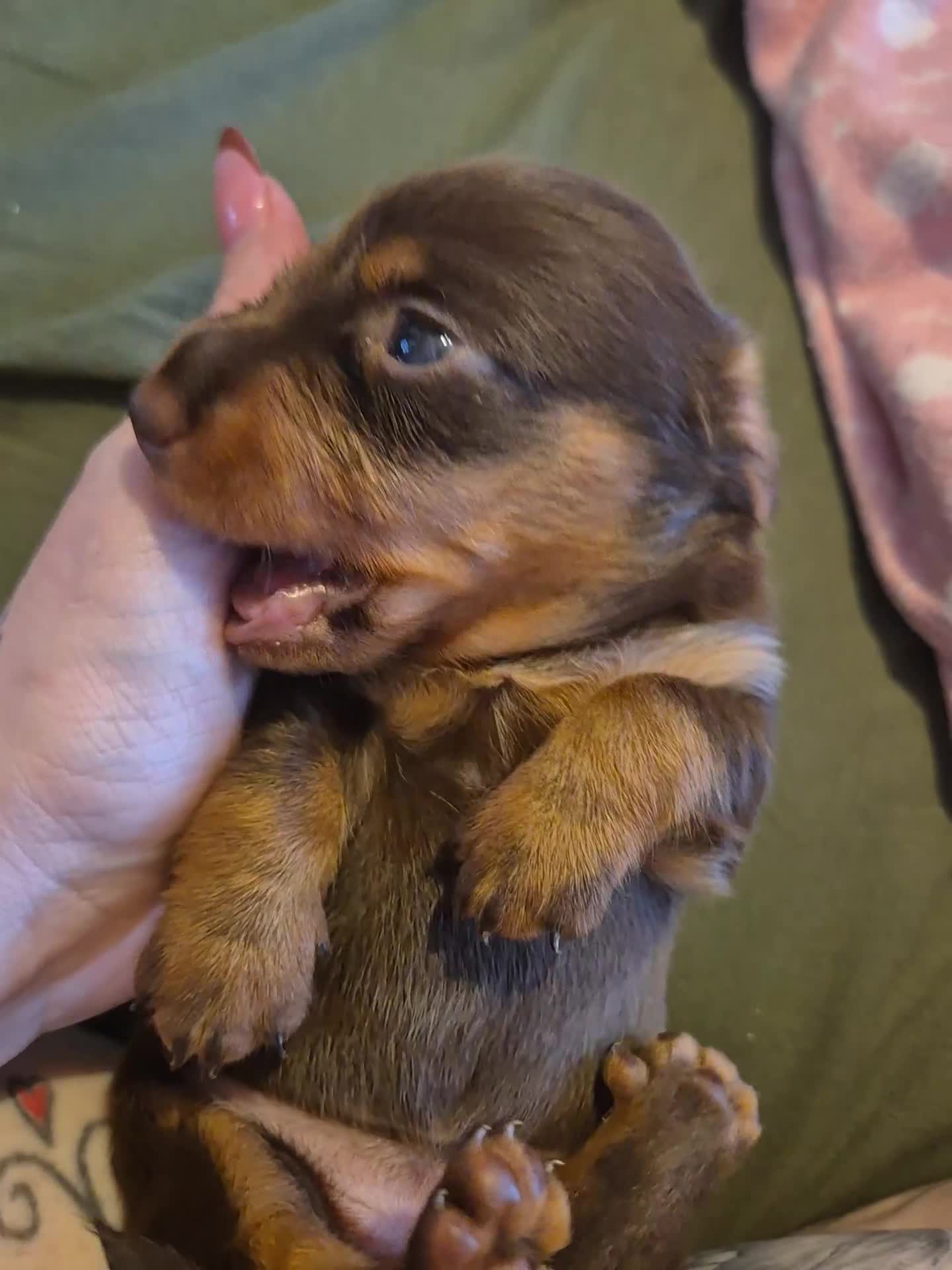 Miniature Dachshund dogs for sale: Bunny miniature dachshund  - Video 1