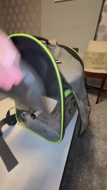 Parrots birds for sale: 3-Year-Old Green Quaker Parrot - Video 5