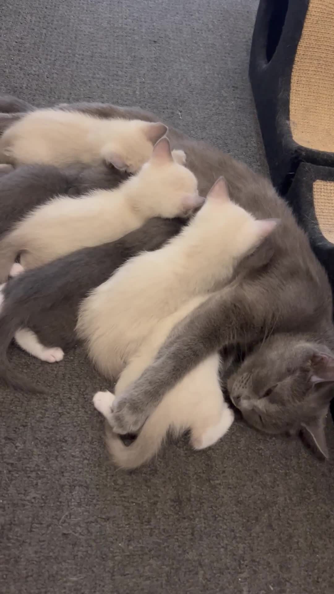 Ragdoll cats for sale: Adorable Ragdoll kittens ( mixt) for sale - Video 5