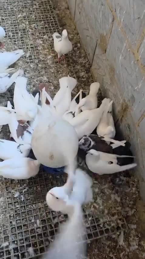Pigeons birds for sale: White Domestic Pigeons  - Video 1