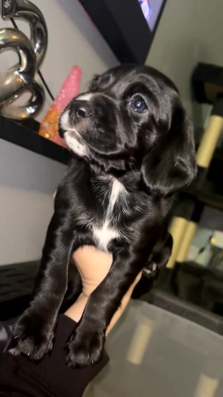 Cockerdor dogs for sale: 1 remaining cockerdor  - Video 2