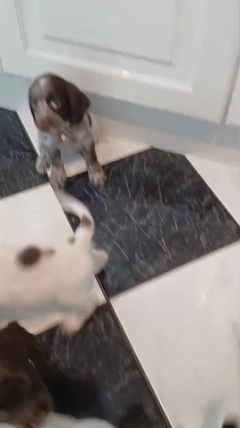 Cocker Spaniel dogs for sale: ‼️new updated photos‼️Stunning cocker spaniel Pups - Video 2