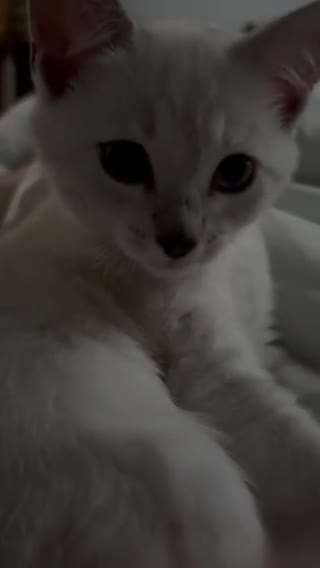 British Shorthair cats for sale: Beautiful British Shorthair Kittens... - Video 3