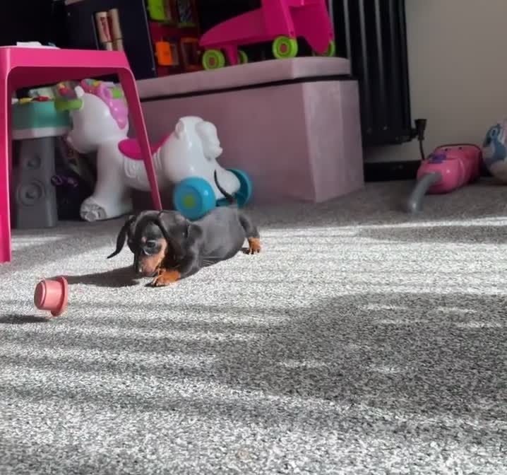 Miniature Dachshund dogs for sale: 2 pups left!  🐾 KC Miniature Dachshund Puppies 🐾 - Video 1