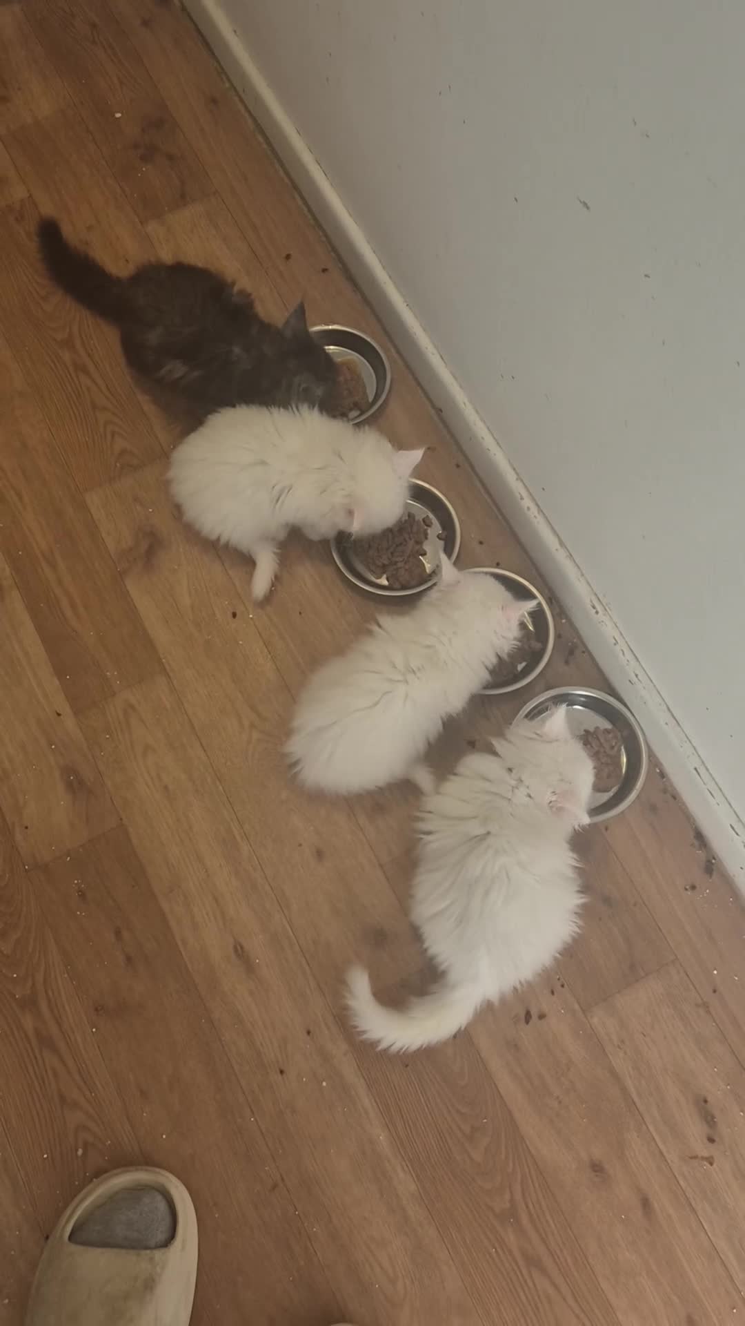 Maine Coon cats for sale: Stunning Maine Coon Kittens - Video 2