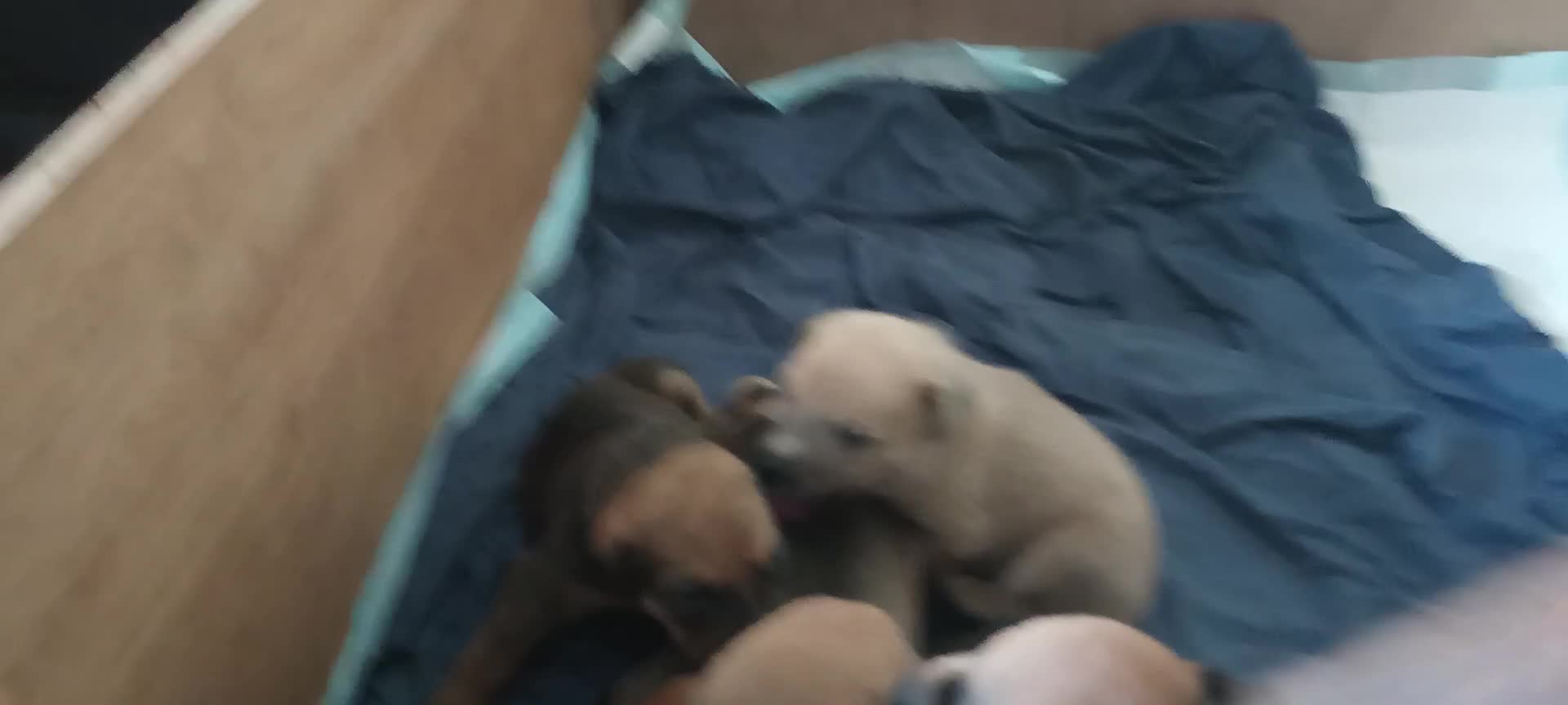 Mixed Breed dogs for sale: Mastiff x rottweiler  - Video 1
