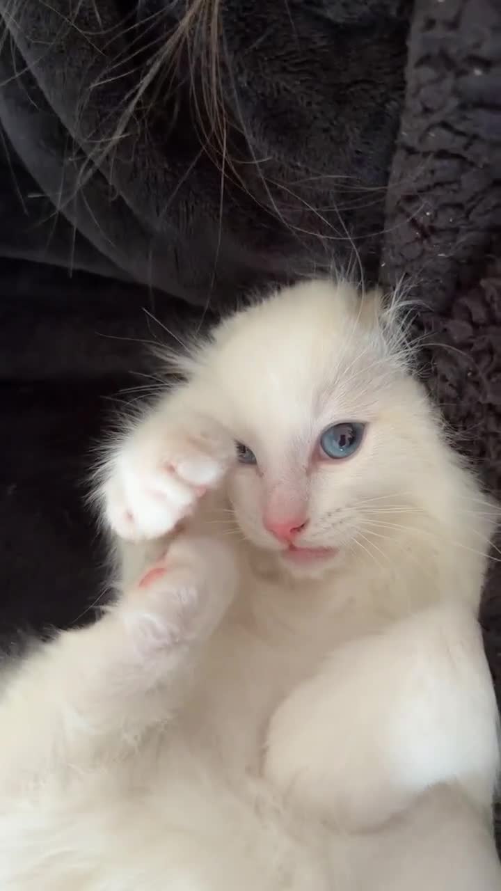 Ragdoll cats for sale: Mixed ragdolls - Video 1