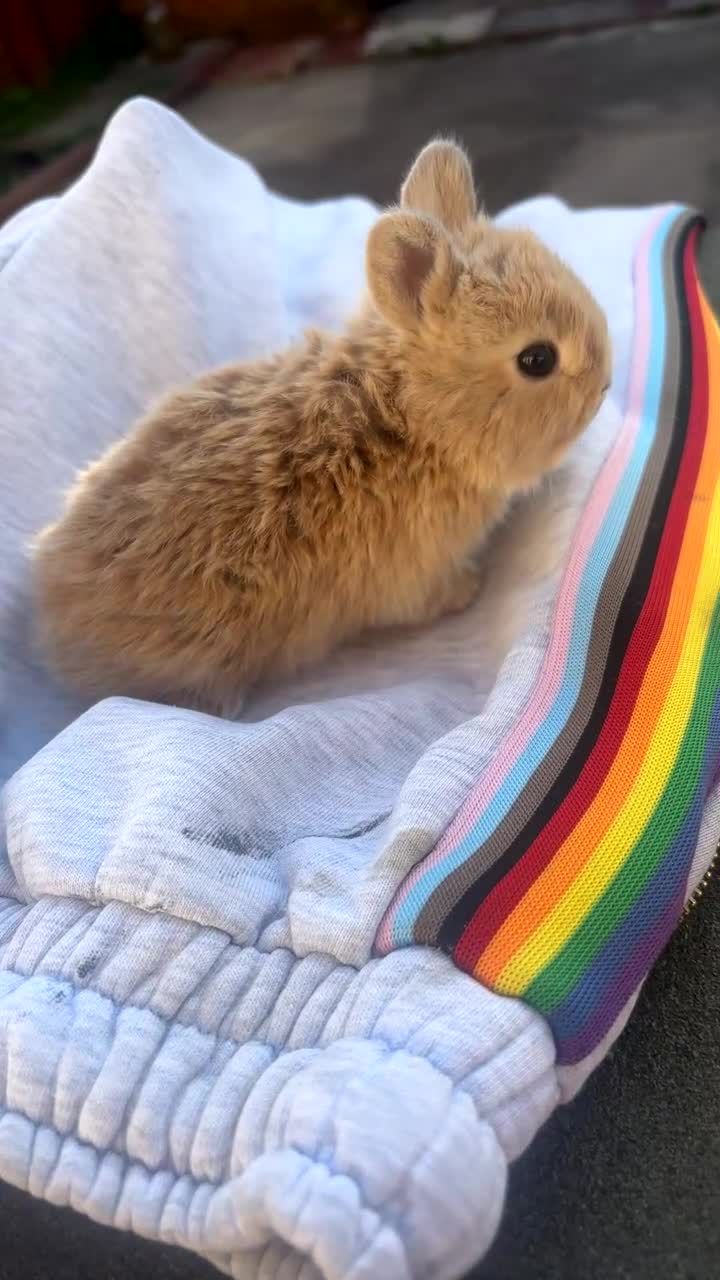 Mixed Breed rabbits for sale: Adorable  baby rabbits available! - Video 1