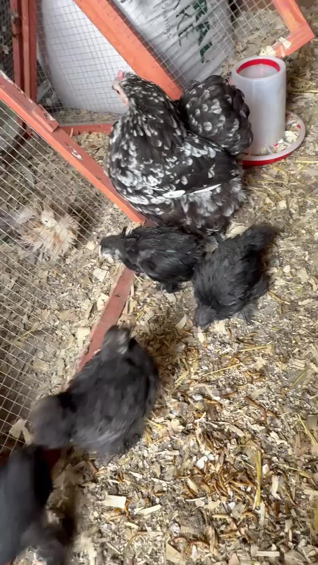 Chickens poultry for sale: Black mottled Pekin bantam pullets  - Video 1