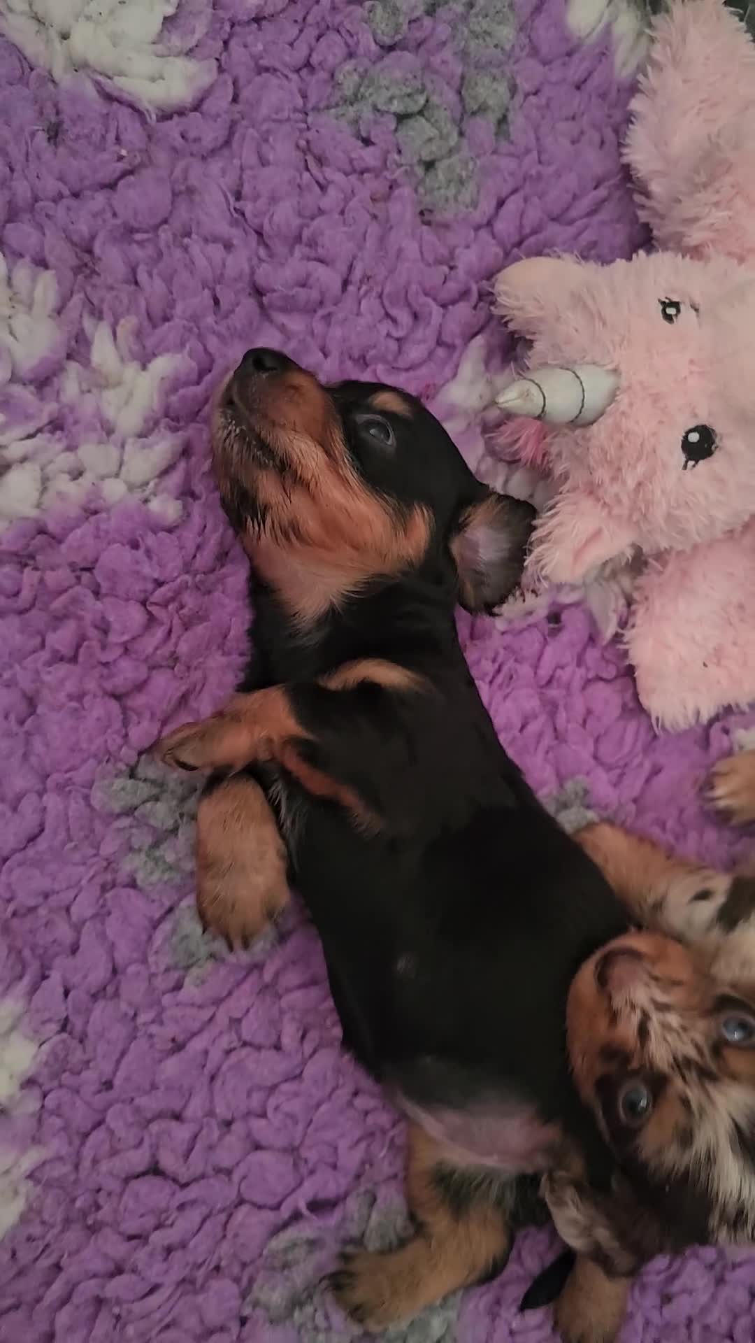 Miniature Dachshund dogs for sale: Last beautiful long haired fur baby - Video 2