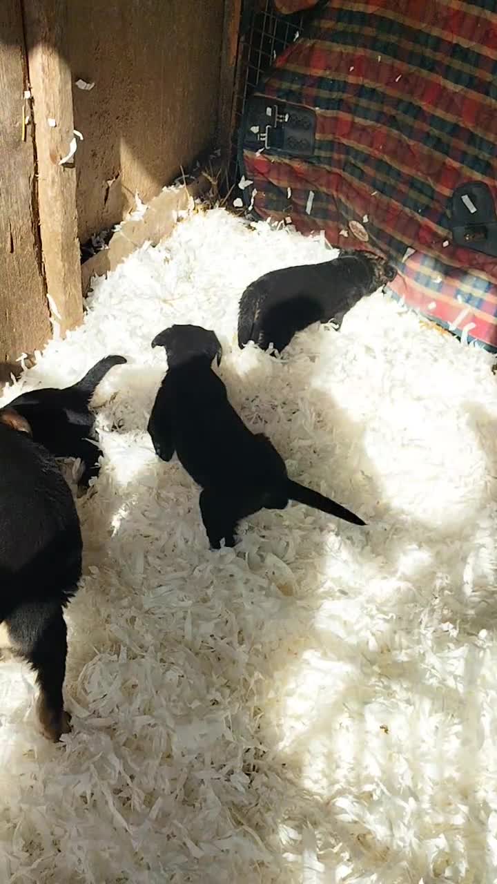 Sheprador dogs for sale: Sheprador  - Video 1