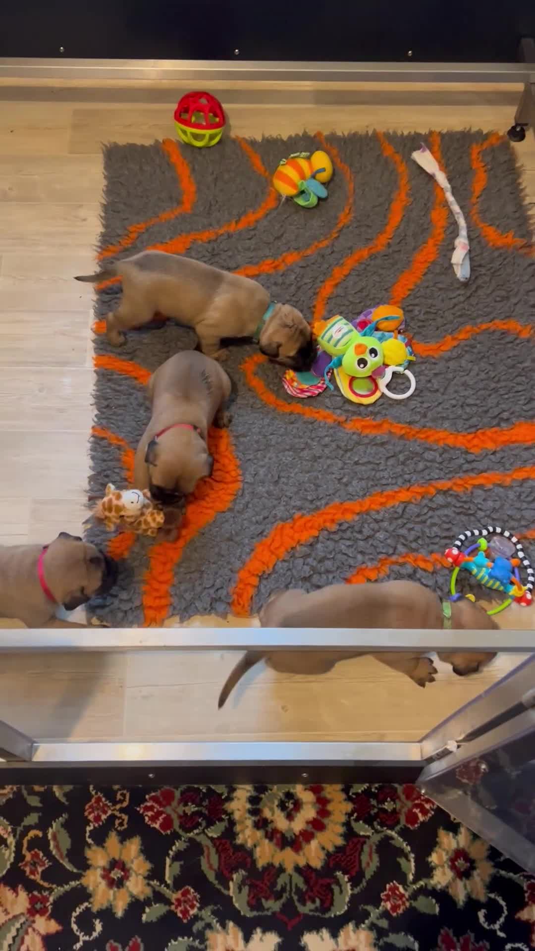 Bullmastiff dogs for sale: KC Litter of Bullmastiff’s  - Video 2