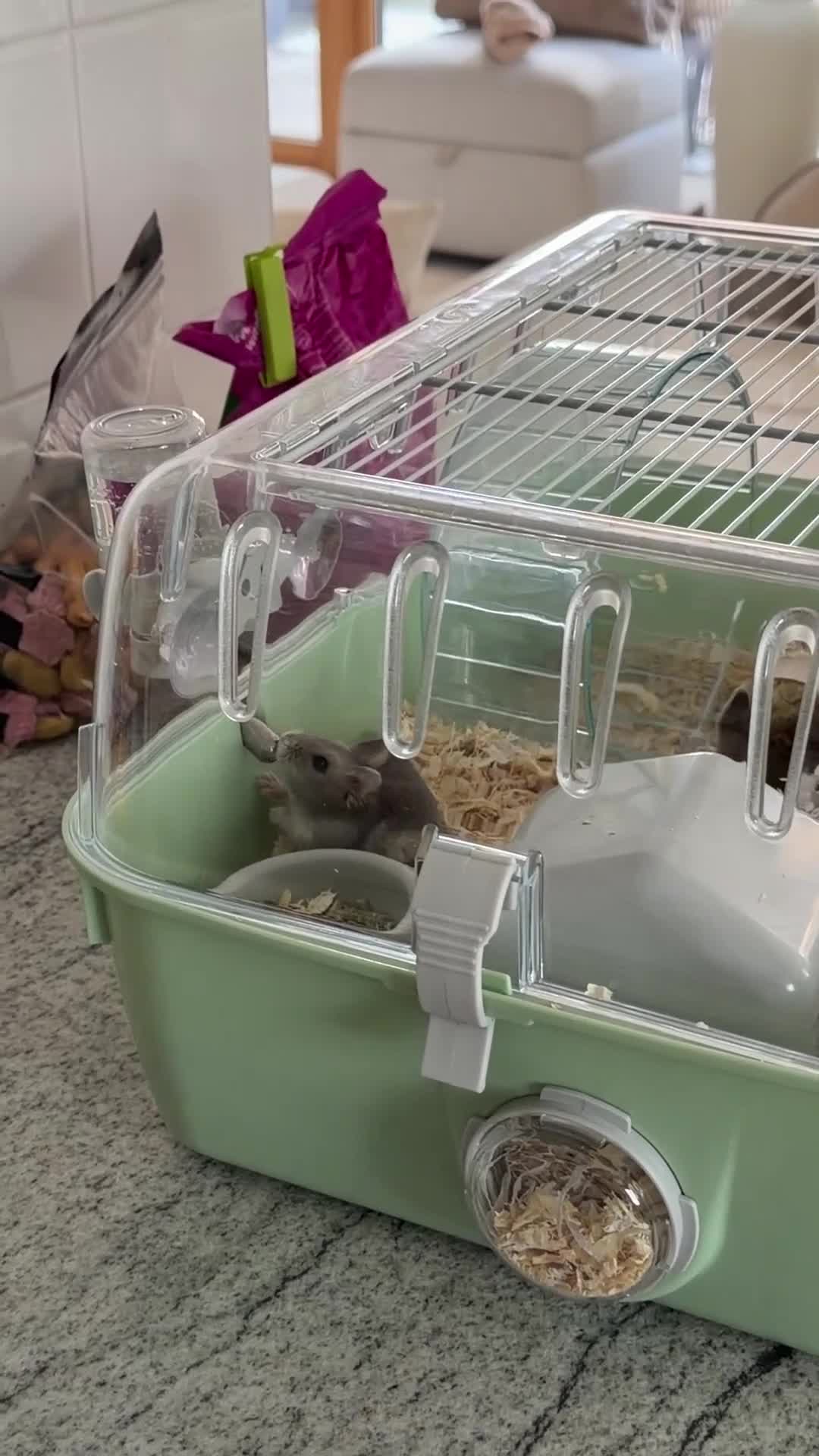 Hamster rodents for sale: Cute grey Russian hamster  in London - Video 1
