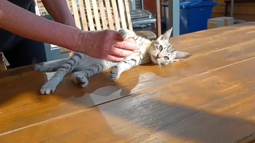 Ocicat cats for sale: 3 Black Silver Ocicat Girls - Video 1