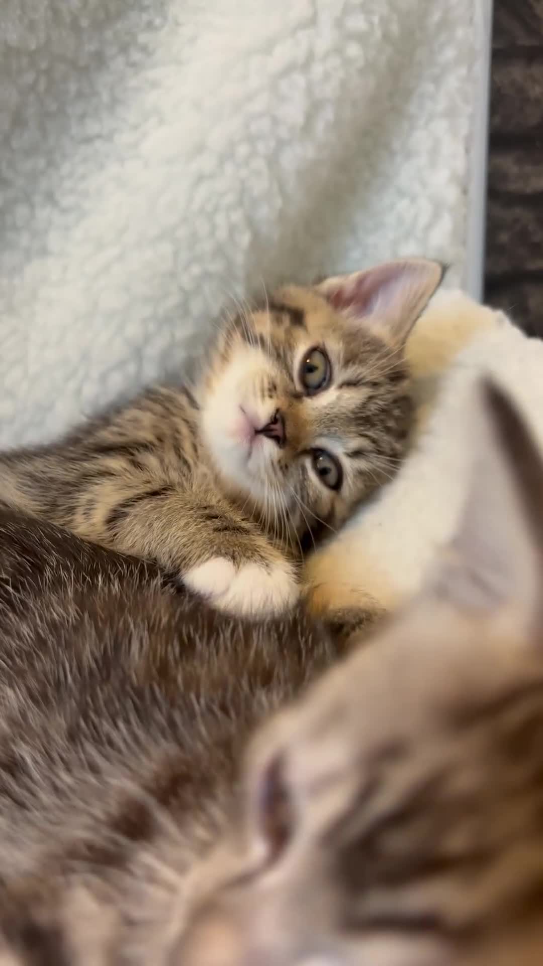 Scottish Fold cats for sale: Adorable Scottish Straight Kittens 💞 - Video 1