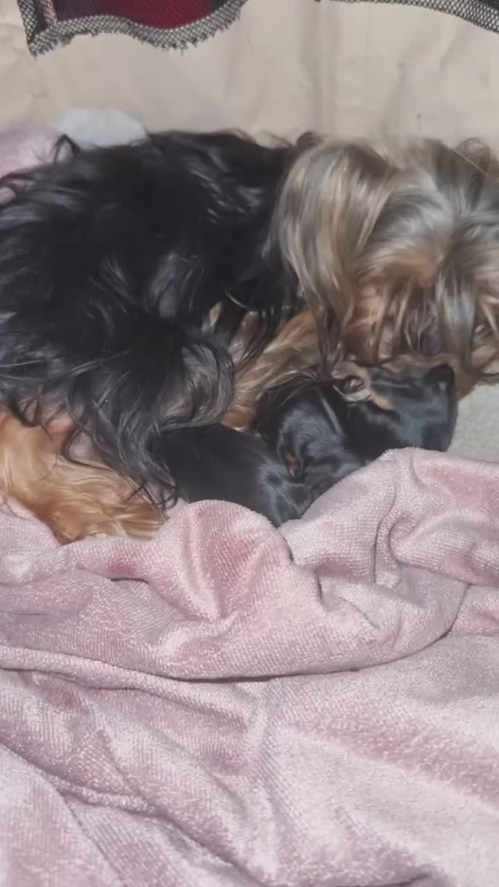 Yorkshire Terrier dogs for sale: ✨👑 INTRODUCING OUR THREE LITTLE PRINCESSES 👑✨ - Video 1