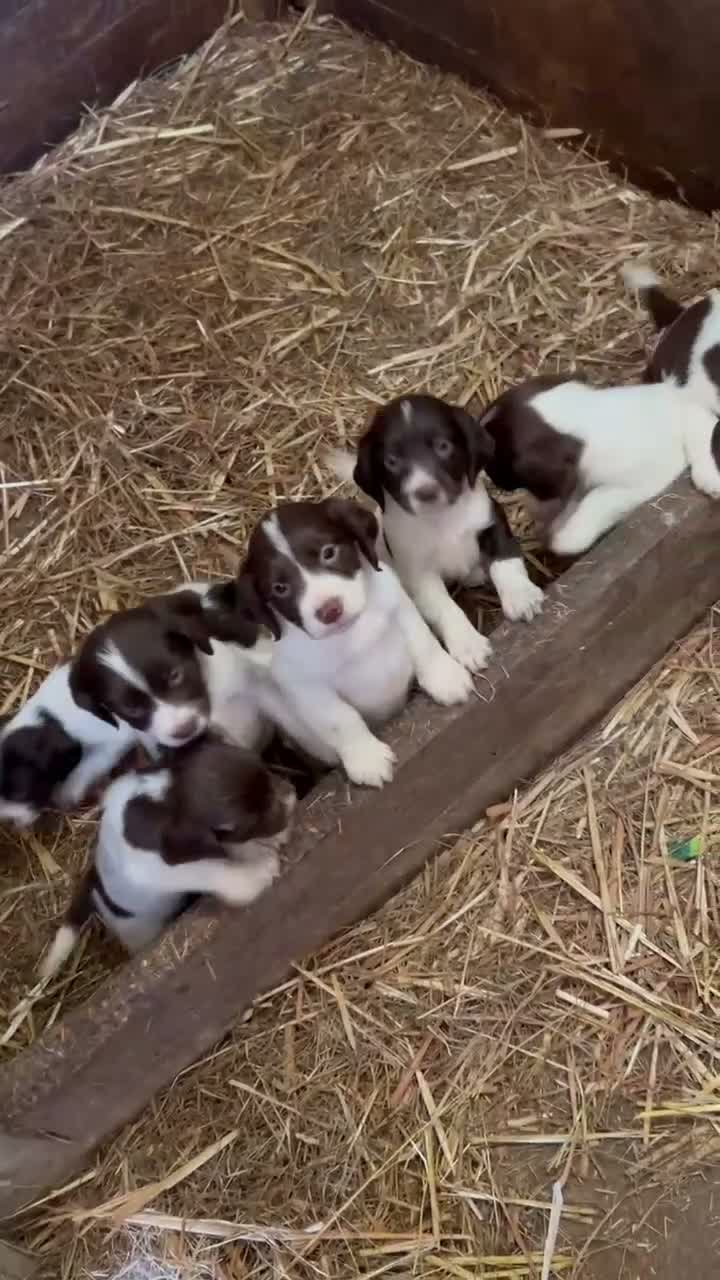 English Springer Spaniel dogs for sale: Springer Spaniel Pups - Video 1