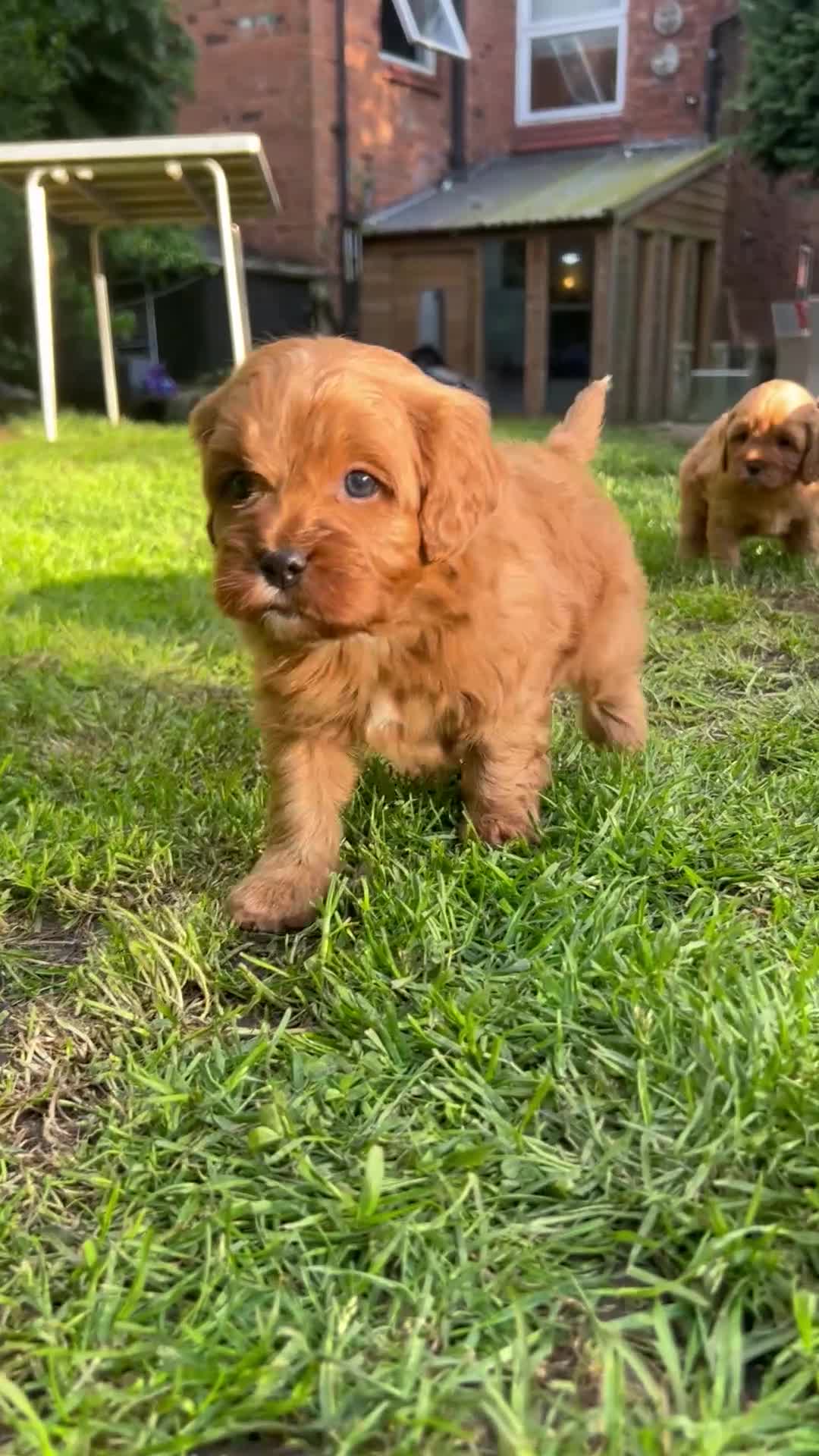 Cavapoo dogs for sale: Ready now, 1 Cavapoo puppy - Video 2