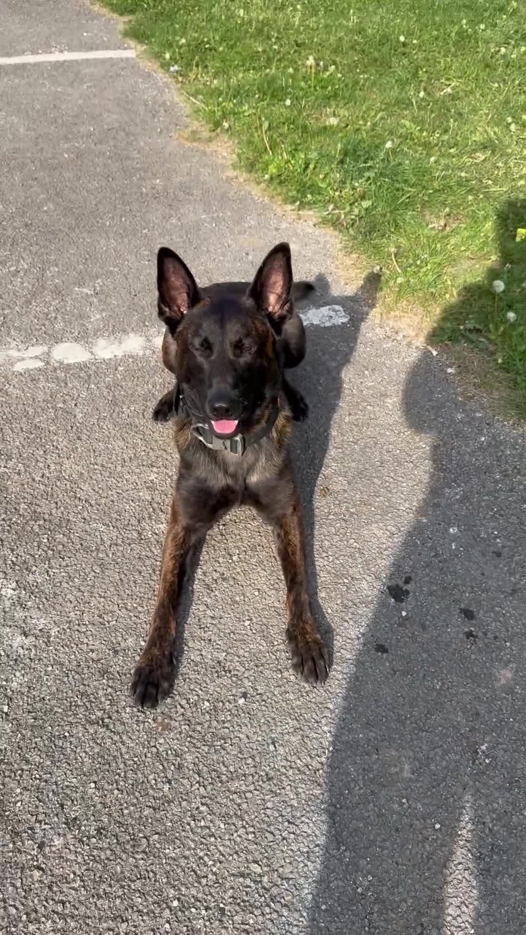 Belgian Shepherd Dog dogs for sale: Dutch shepherd x Belgium malli Protection dog  - Video 2