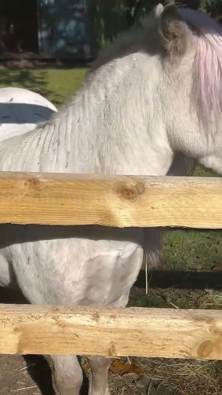Miniature horses for sale: American Miniature Horse 5 Yrs Gelding - Video 1