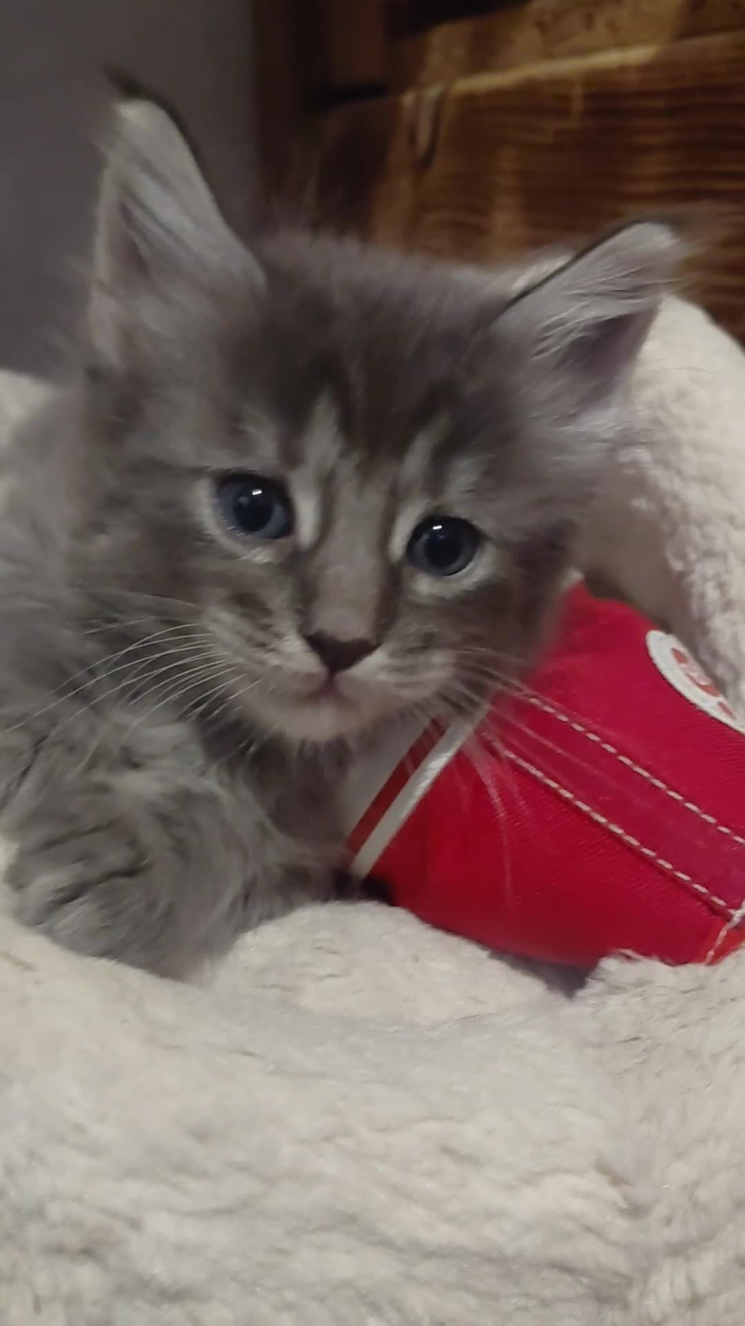 Maine Coon cats for sale: Maine Coon kittens  - Video 2