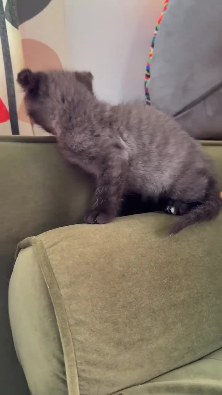 Scottish Fold cats for sale: Three delightful Scottish Fold Kittens  - Video 3