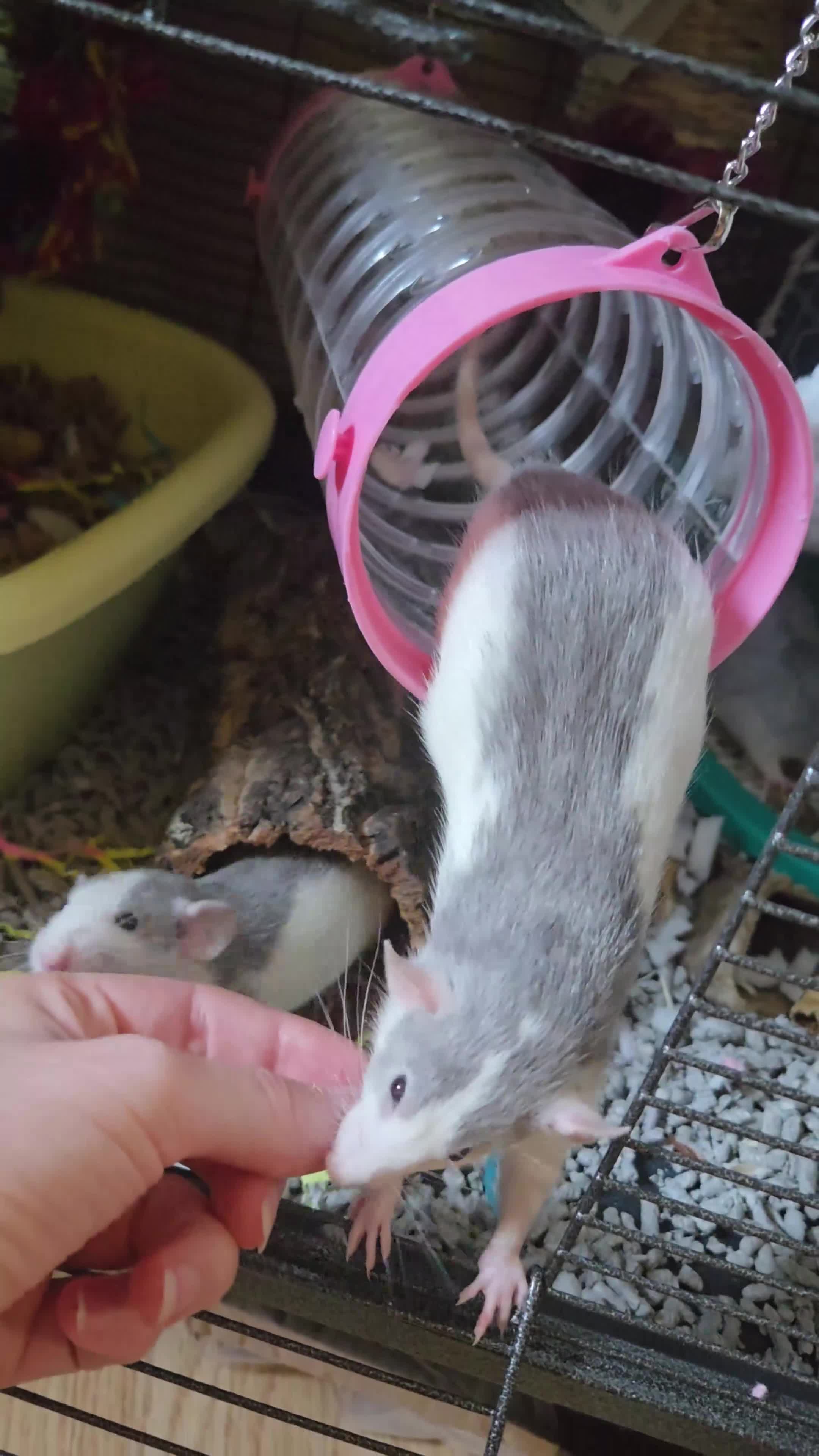 Rat rodents for sale: Dumbo Husky Rats in Sheffield - Video 1
