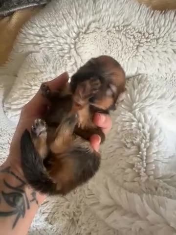 Pomeranian dogs for sale: Russian/Taiwan Pomeranian puppies - Video 3