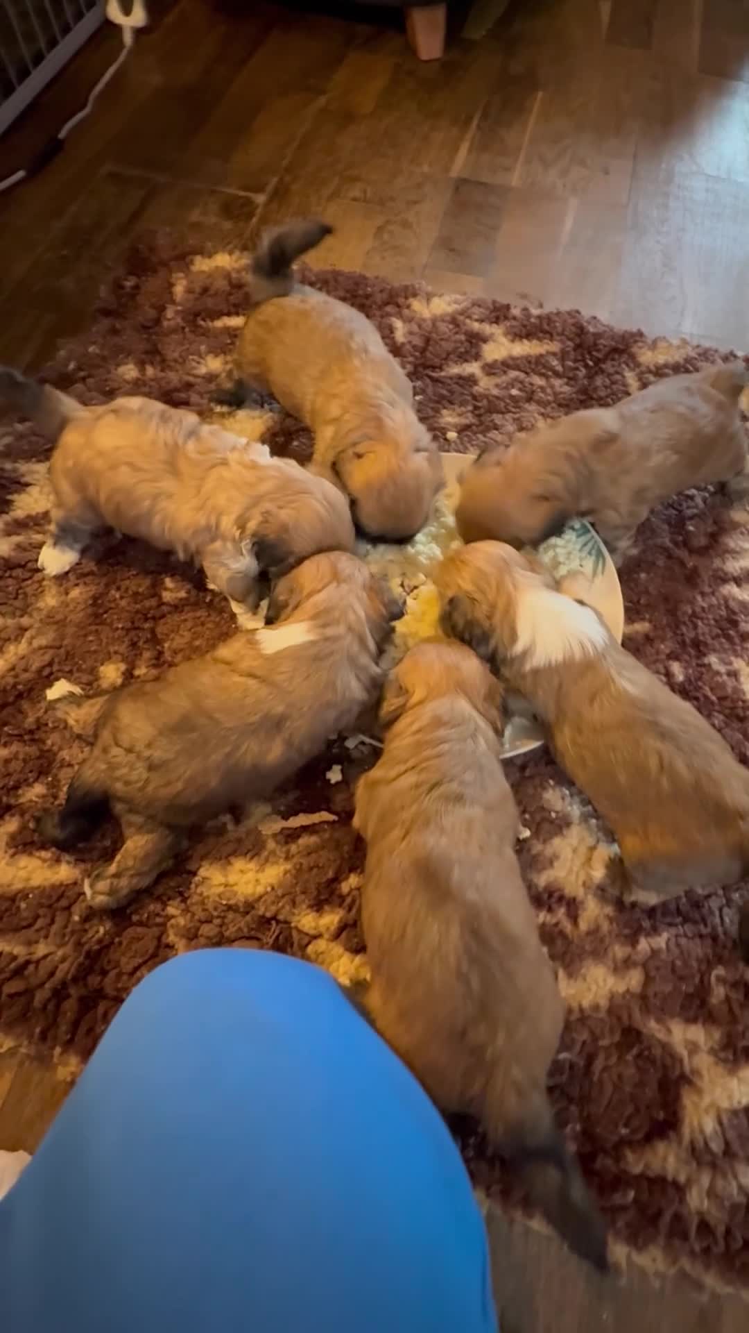 Lhasa Apso dogs for sale: Stunning happy male pup - Video 2