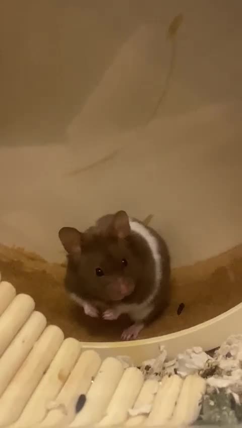 Hamster rodents for sale: hamster for sale  - Video 3