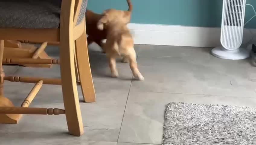 Cocker Spaniel dogs for sale: Working cocker spaniels  - Video 1
