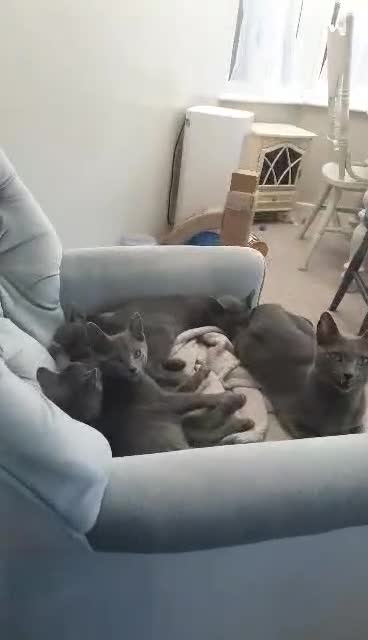 Russian Blue cats for sale: 5 Pure Pedigree Russian Blue Kittens *LAST MALE* - Video 2