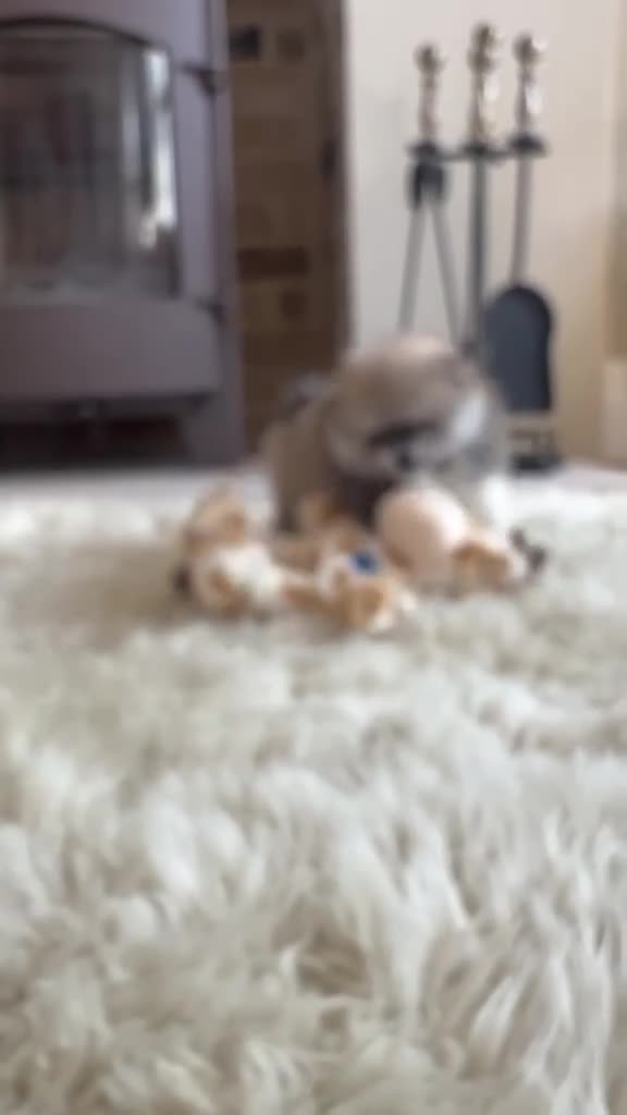 Pomeranian dogs for sale: Pomempire KC Pomeranian – Orange Teddy Bear Boy - Video 1