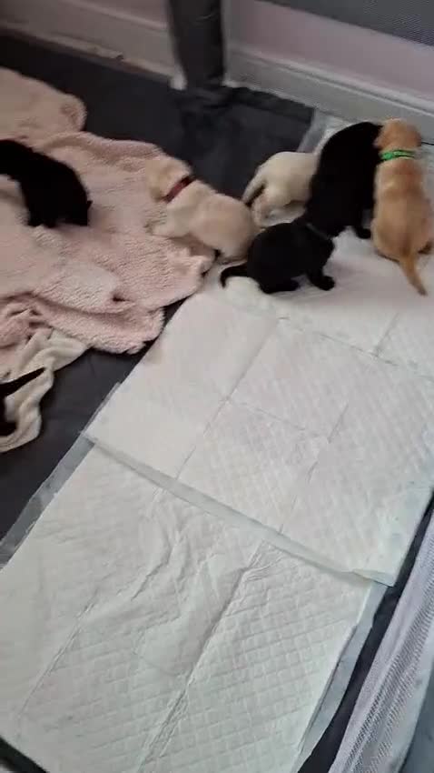 Labrador Retriever dogs for sale: Labrador puppies - Video 2