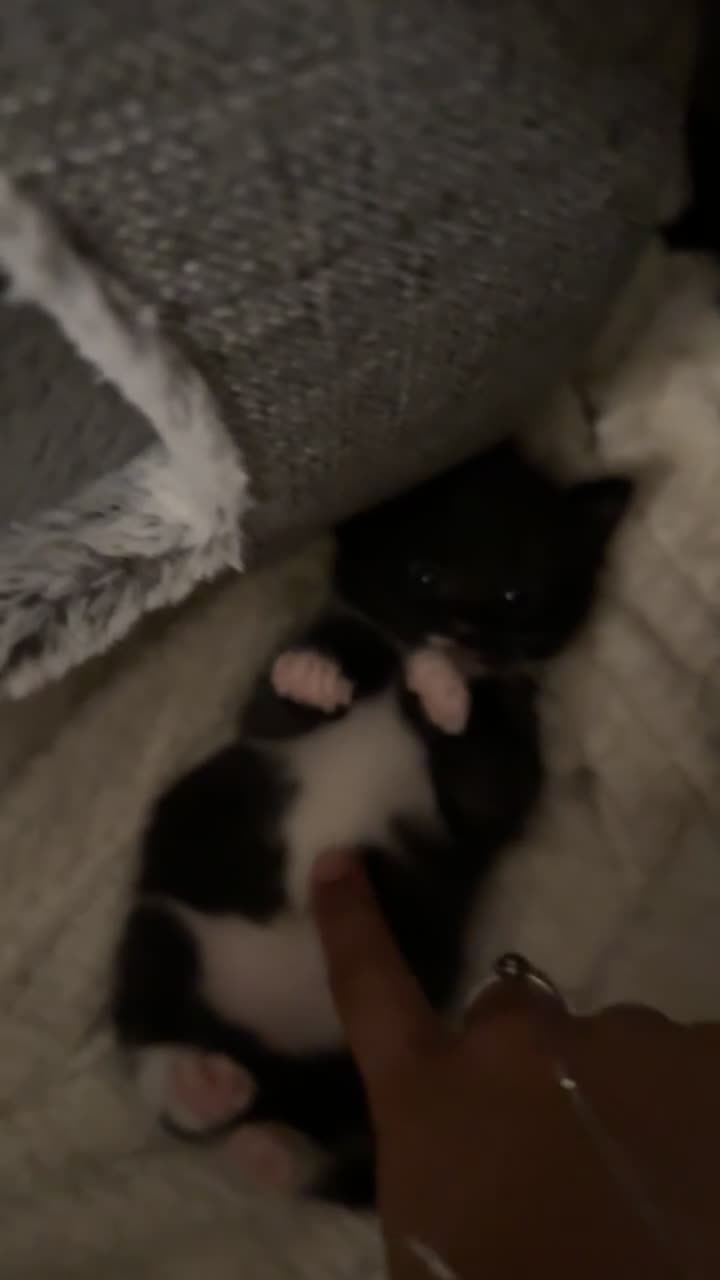 Mixed Breed cats for sale: 3 beautiful kittens  - Video 3