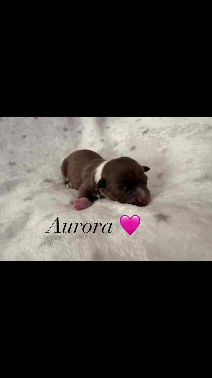 Chihuahua dogs for sale: Beautiful Chihuahua Puppies Raised in Loving Home - Video 4