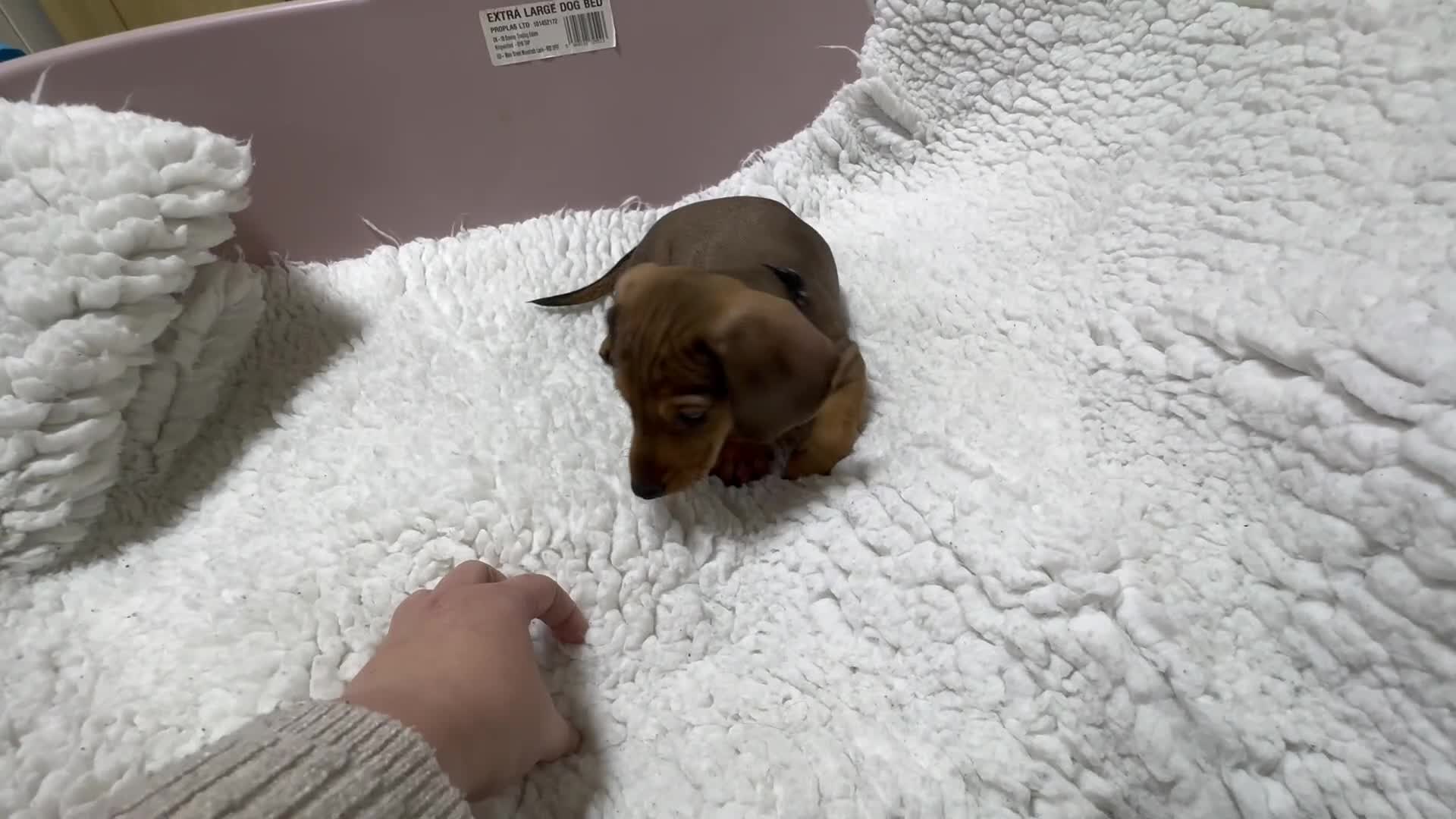 Dachshund dogs for sale: 5 gorgeous Dachsund puppies - Video 2