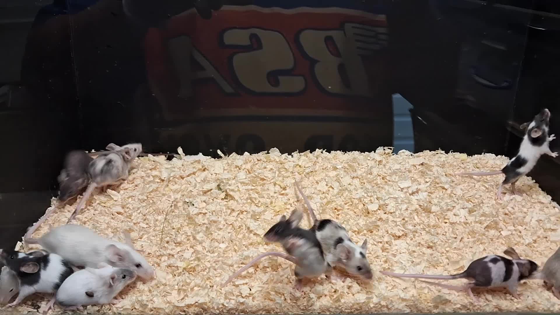 Mouse rodents for sale: Baby Female Fancy Mice - Video 1