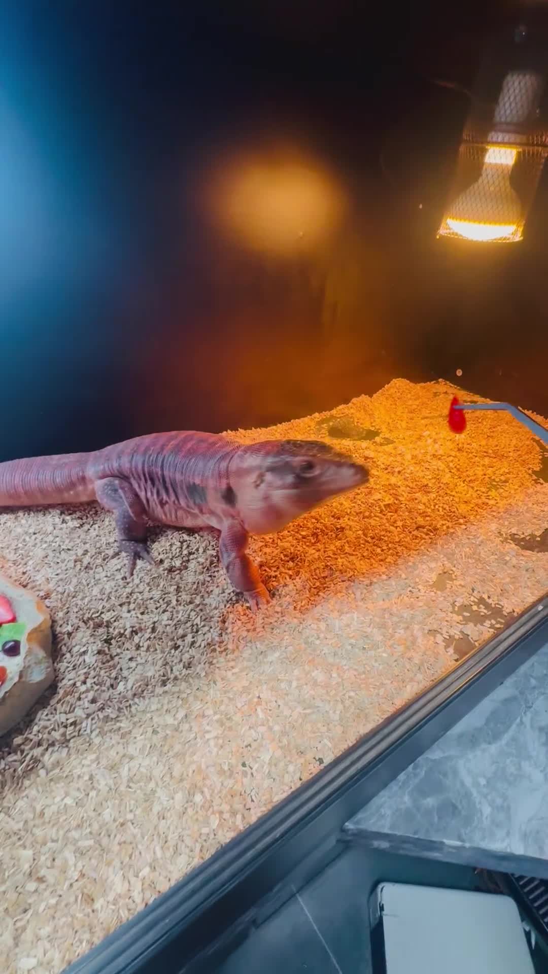 Lizard reptiles for sale: Red male tegu - Video 1